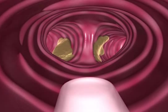 produce 3d respiratory system animation showing mainstem bronchus structure