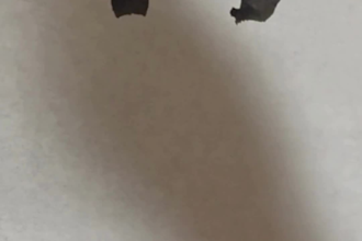 create hand brushed japanese calligraphy art with zen spirit