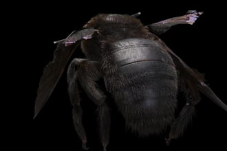 3d realistic printable animal model 3d creature 3d dog insect dragon 3d stl file
