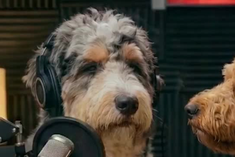 create ai dog talk, ai talking animal and funny pet content