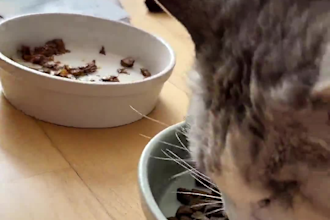create authentic pet ugc content for cat and pet brands