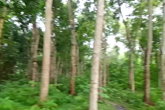 create natural tree video without using ai