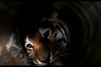 do vfx compositing, vfx horror effect, special effect for fims and music in 6k