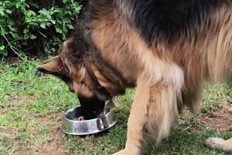 create ugc video ads for your pet product or service