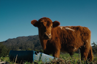 colour grade your project as a professional colourist