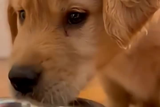 make viral ai animal videos for tiktok reels and shorts