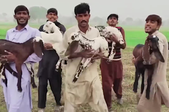 do happy birthday video or africa happy birthday video