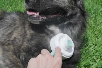 create pet ugc videos for dog brands