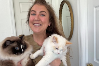 create cat ugc video ads for your pet product or service