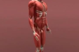 do quality 3d medical animation, 3d anatomy animation and 3d explainer video
