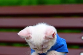 generate cute and trending ai animal videos for you