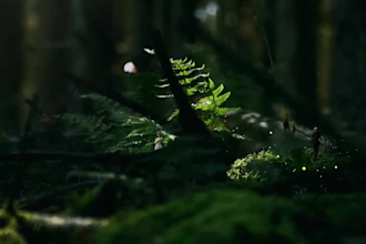 generate cinematic ai b roll and visual loops for your faceless youtube channel