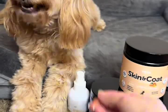 create cute and viral pet ugc videos for ads, brands, social media, and products