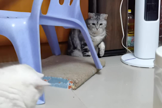 create viral cat ugc video for your pet brand in chinese or english