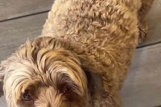 create dog ugc videos for your pet brand and pet products