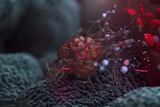 create 3d medical immunotherapy cancer molecular moa animation biotech explainer