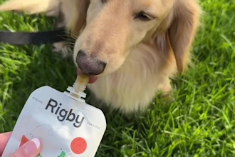 create real and relatable ugc videos for your pet brands