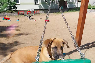 be your dog model and create viral pet ugc video