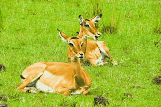offer consults on wildlife and houbara breeding