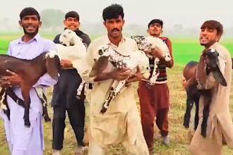 wish happy birthday video or africa happy birthday video