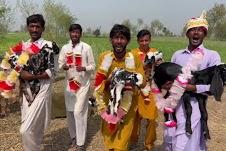 funny african happy birthday video and wish with dance