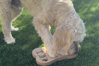 create authentic dog product ugc videos
