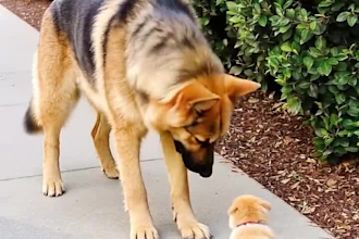 create high converting pet dog ugc video ads for your brand