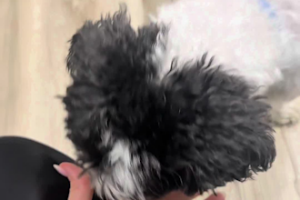 create authentic dog ugc videos for your pet brand