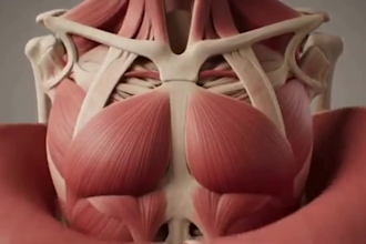 create 3d medical animation video, human body animation for product or procedure