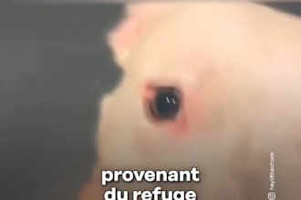 voix feminine grave professionnelle