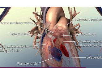 create cinematic 3d anatomy illustrations and heart animation