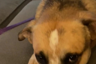 create authentic pet ugc videos featuring my real pets