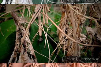 create a high end dynamic video edit with vfx and prof colorgrading