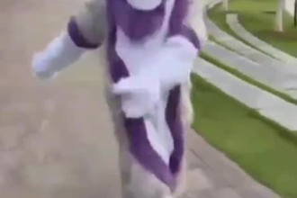 draw furry reference sheet fursona character anime and anthro manga comics