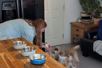 create spokesperson pet ugc video ads for pet products, services and brands