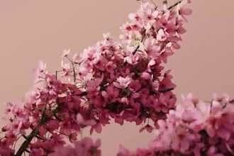 do 3d flower animation 3d plant animation 3d flower model 3d cgi animation