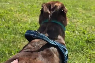 take product photos with a dog model