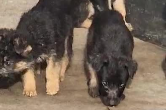 walk your dog and provide pet care in lagos