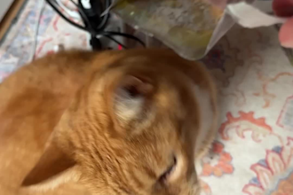 create high converting ugc pet videos for your cat brand