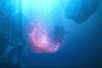 create a realistic underwater 3d environment for game film animation VR with ue5