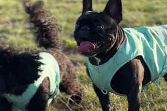 create ugc videos for your pet brand