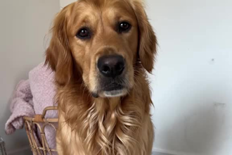 create engaging dog ugc videos for your pet brand