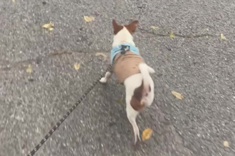 create ugc pet content