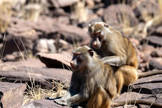 create viral ai animal rescue videos for youtube shorts tiktok instagram reels