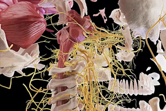 create 3d orthopedic spine and musculoskeletal animation anatomy video