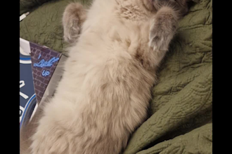 create authentic tiktok and reels ugc with my ragdoll cat