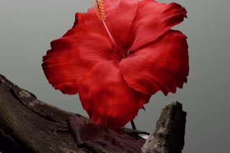 create a realistic 3d flower growth animation for branding, intros and ad
