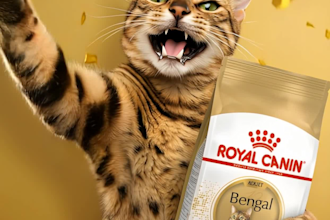 create ai premium lifestyle pet product photography with dogs and cats