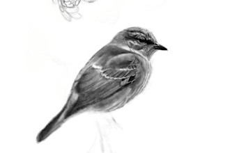 create a custom illustration