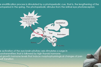 power point and canva presentations